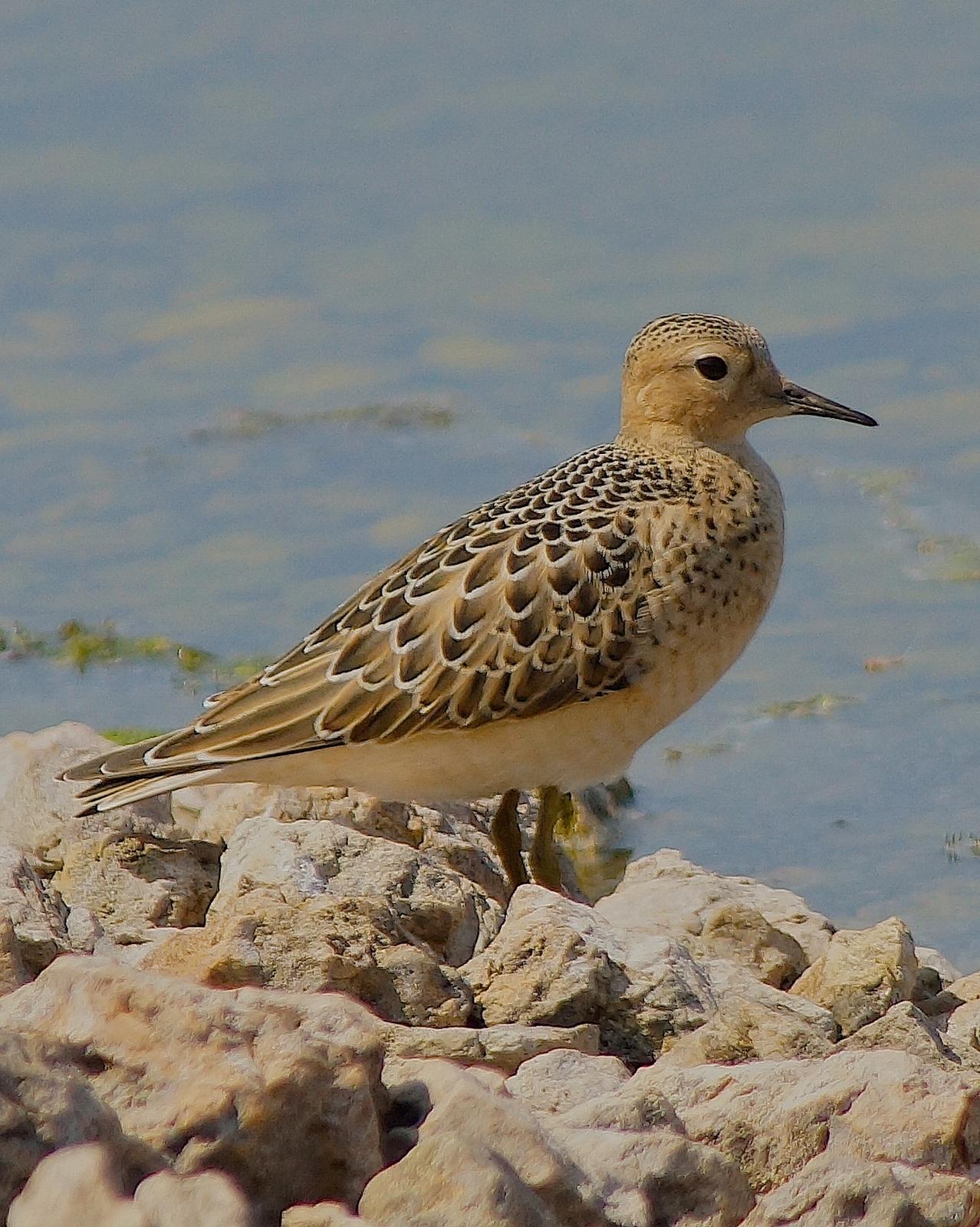 Buff-breasted Sandpiper Photo by Gerald Hoekstra