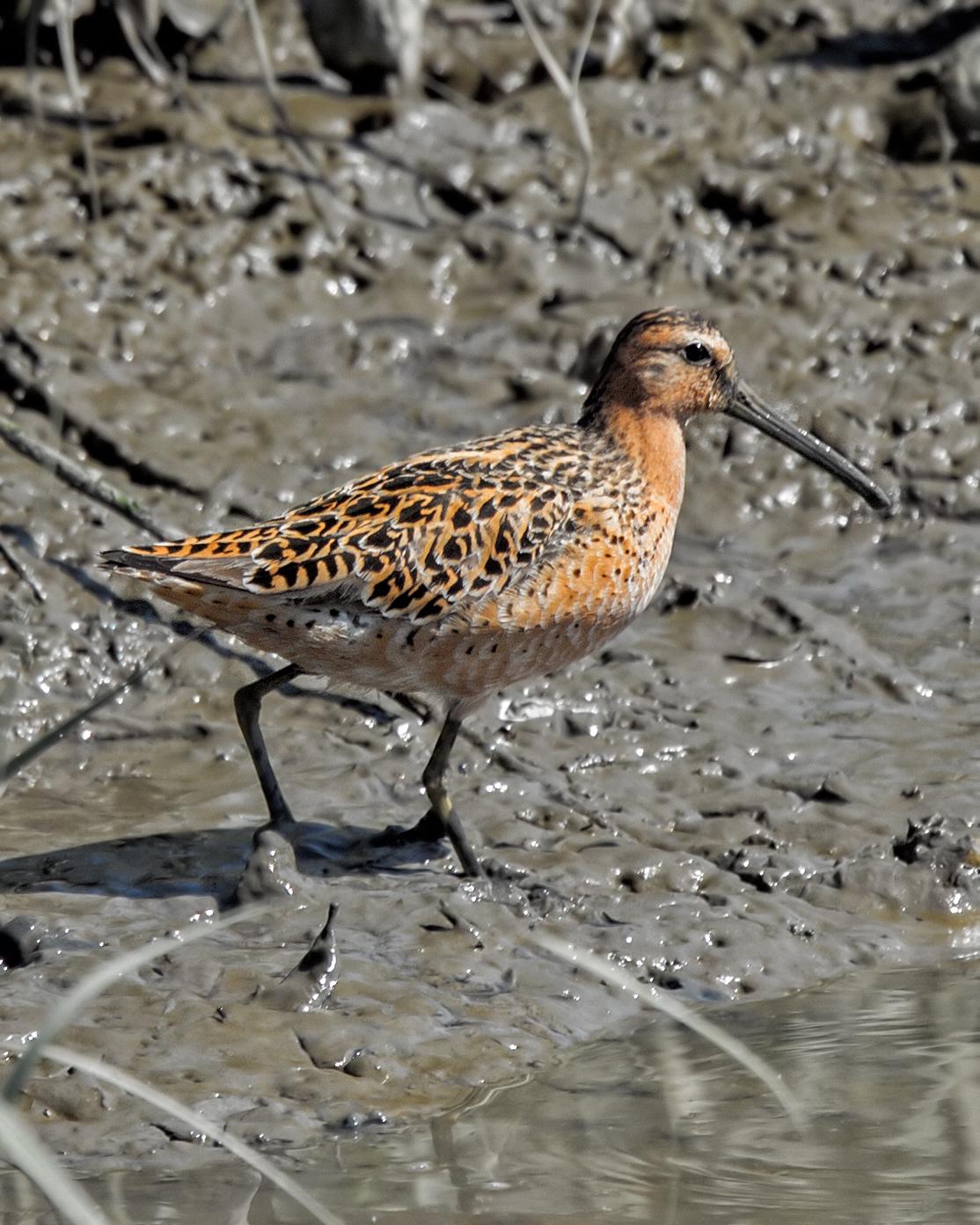 Short-billed Dowitcher Photo by JC Knoll