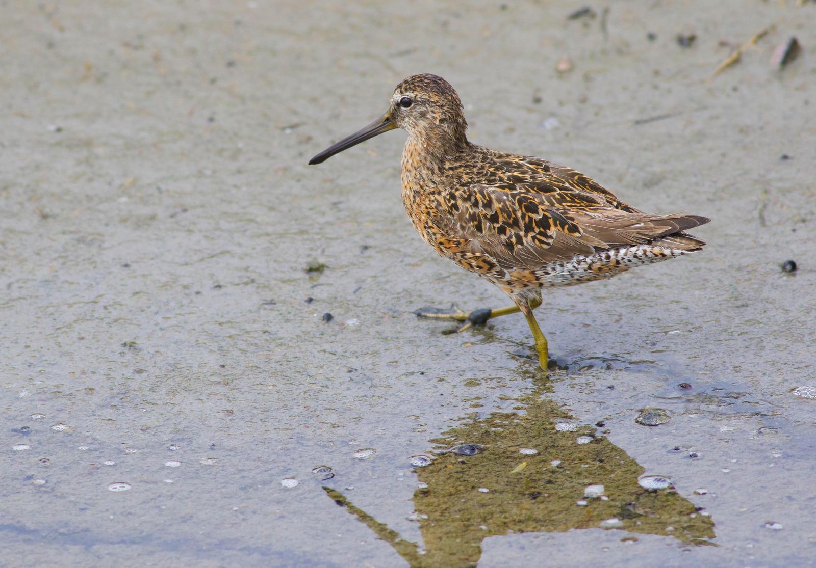 Short-billed Dowitcher Photo by Tom Ford-Hutchinson