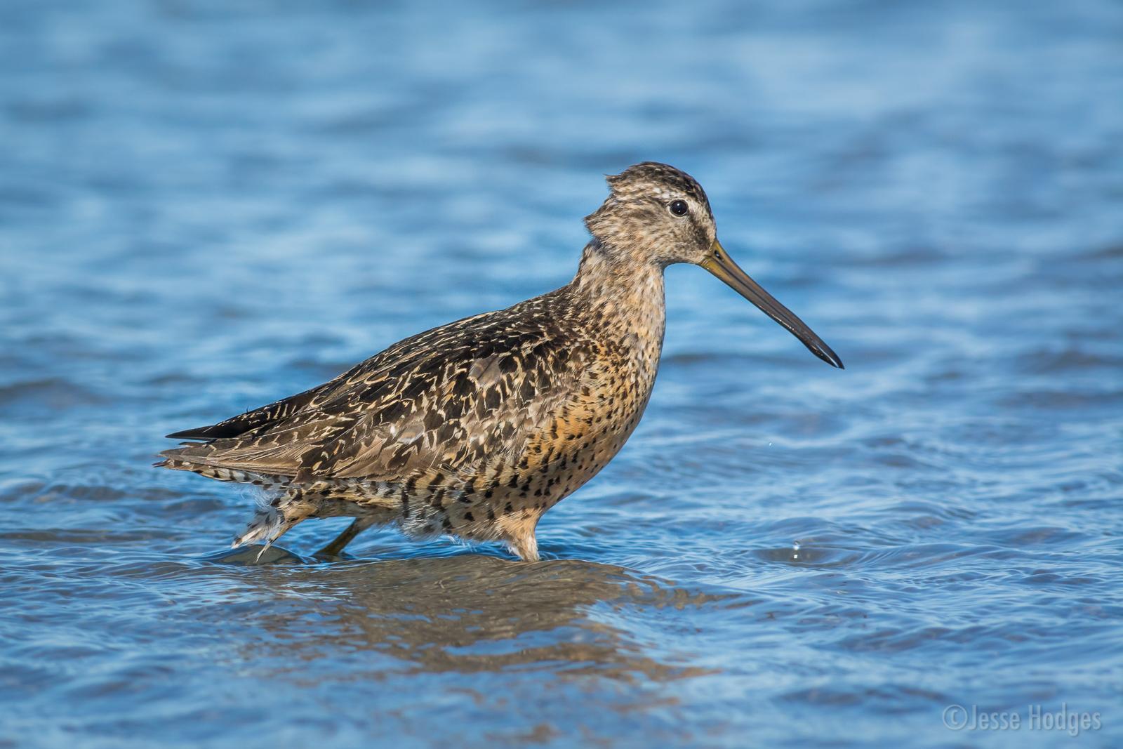 Short-billed Dowitcher Photo by Jesse Hodges