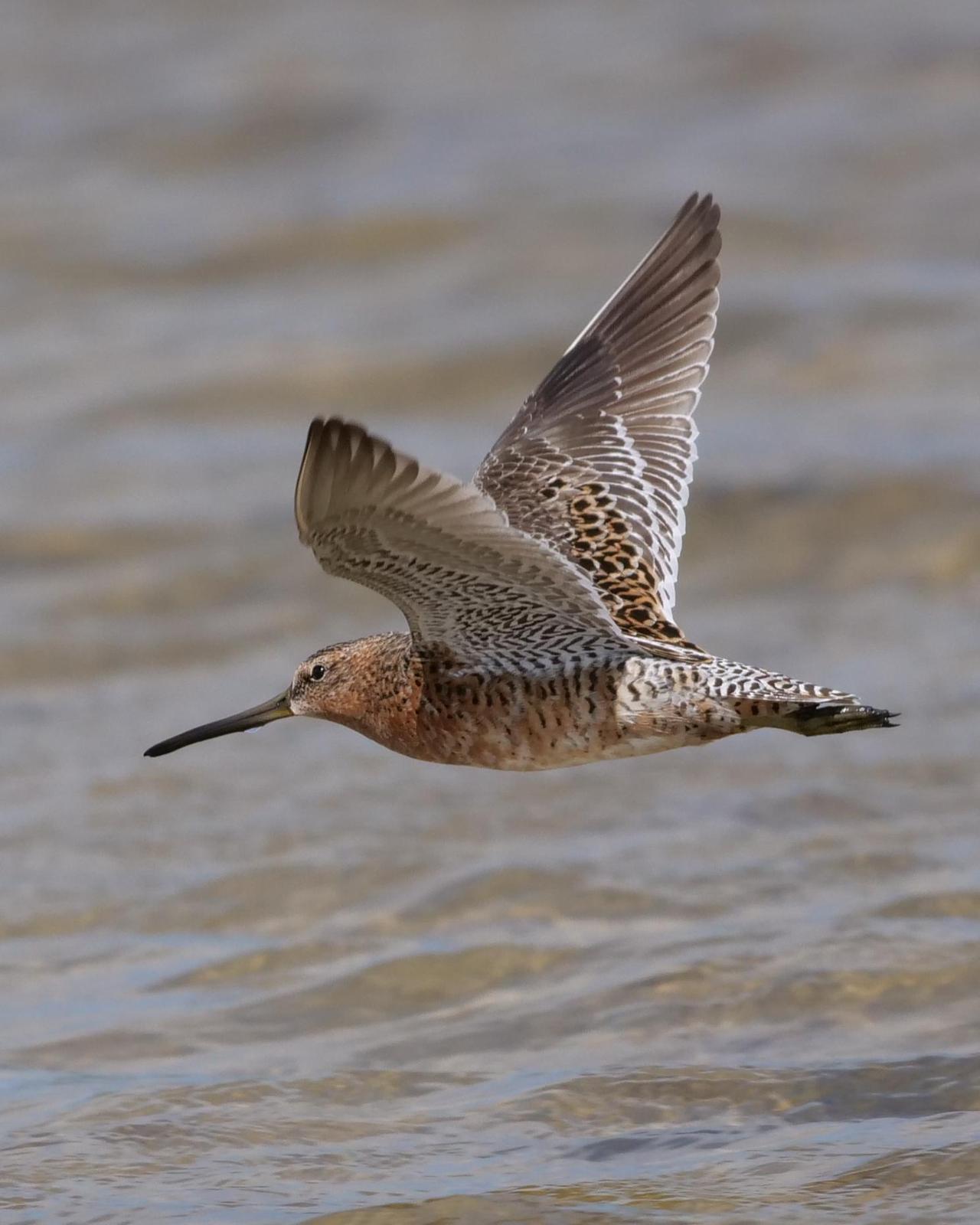 Short-billed Dowitcher Photo by Steve Percival