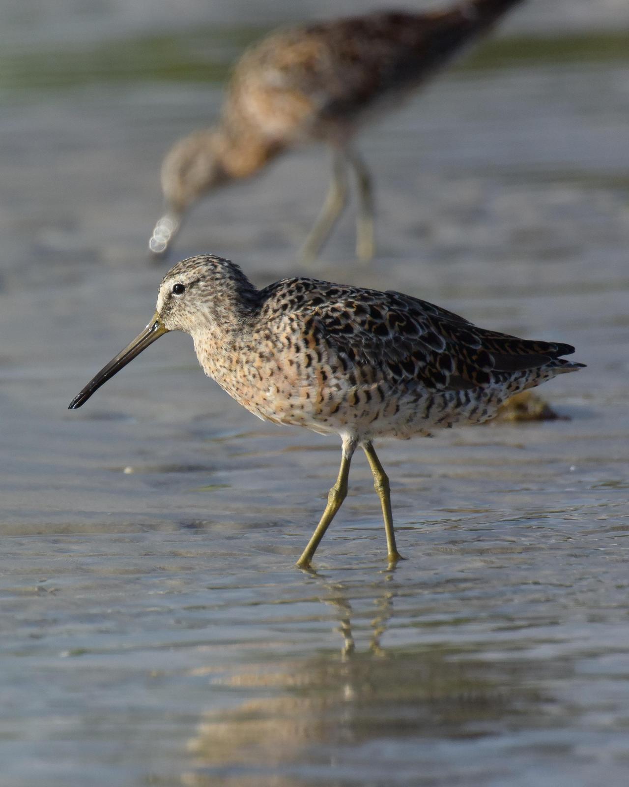 Short-billed Dowitcher Photo by Steve Percival