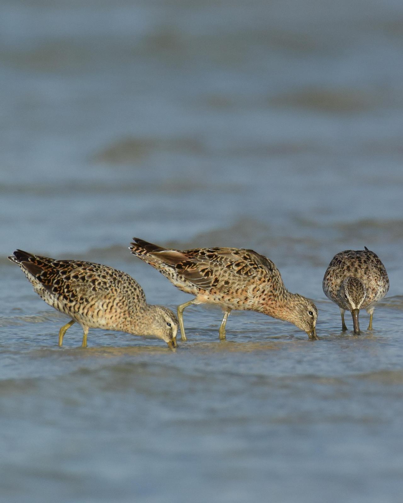 Short-billed Dowitcher Photo by Emily Percival