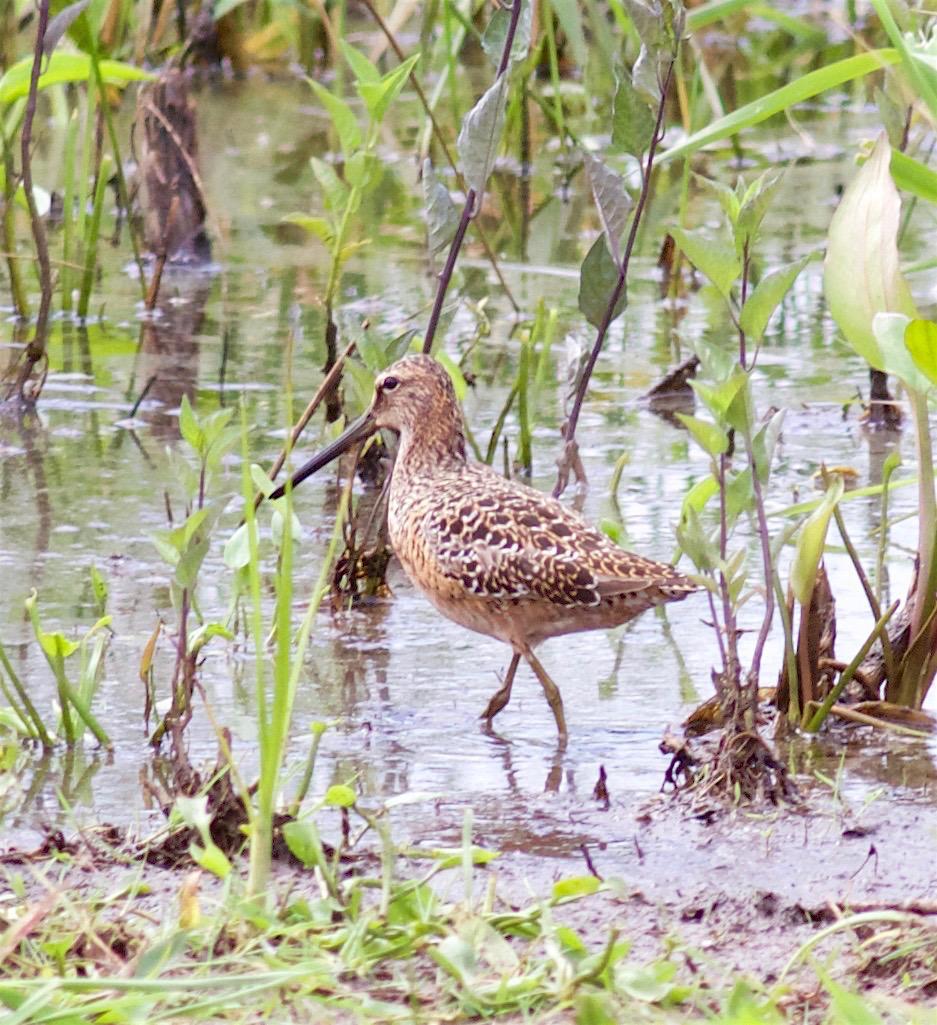 Short-billed Dowitcher Photo by Kathryn Keith
