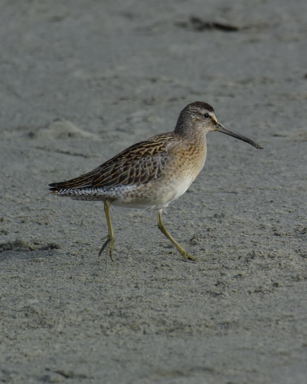 Short-billed Dowitcher Photo by Emily Percival