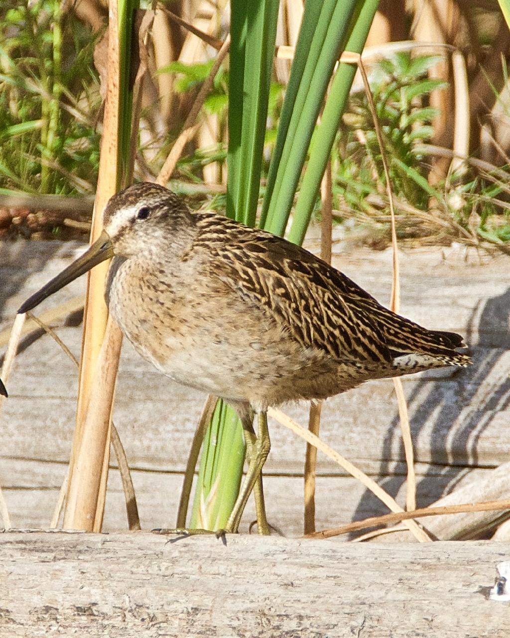 Short-billed Dowitcher Photo by Brian Avent