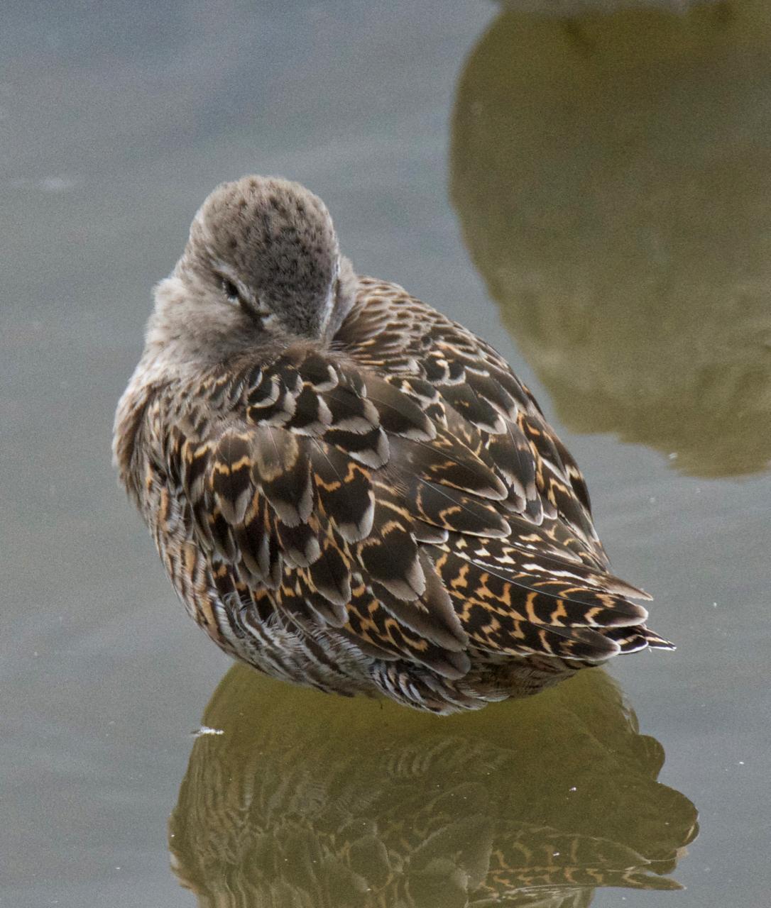 Short-billed Dowitcher Photo by Brian Avent
