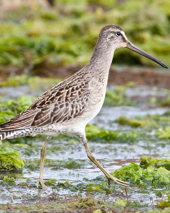 Short-billed Dowitcher Photo by Pete Myers