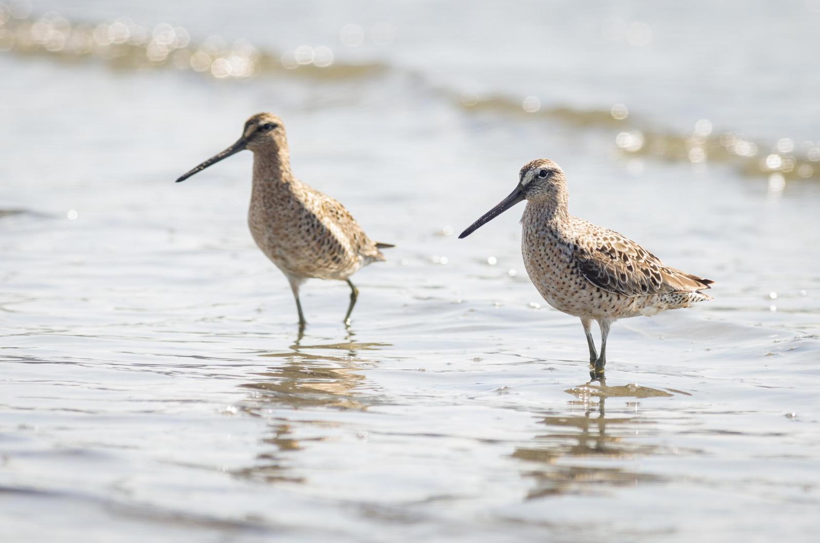 Short-billed Dowitcher Photo by Jesse Hodges