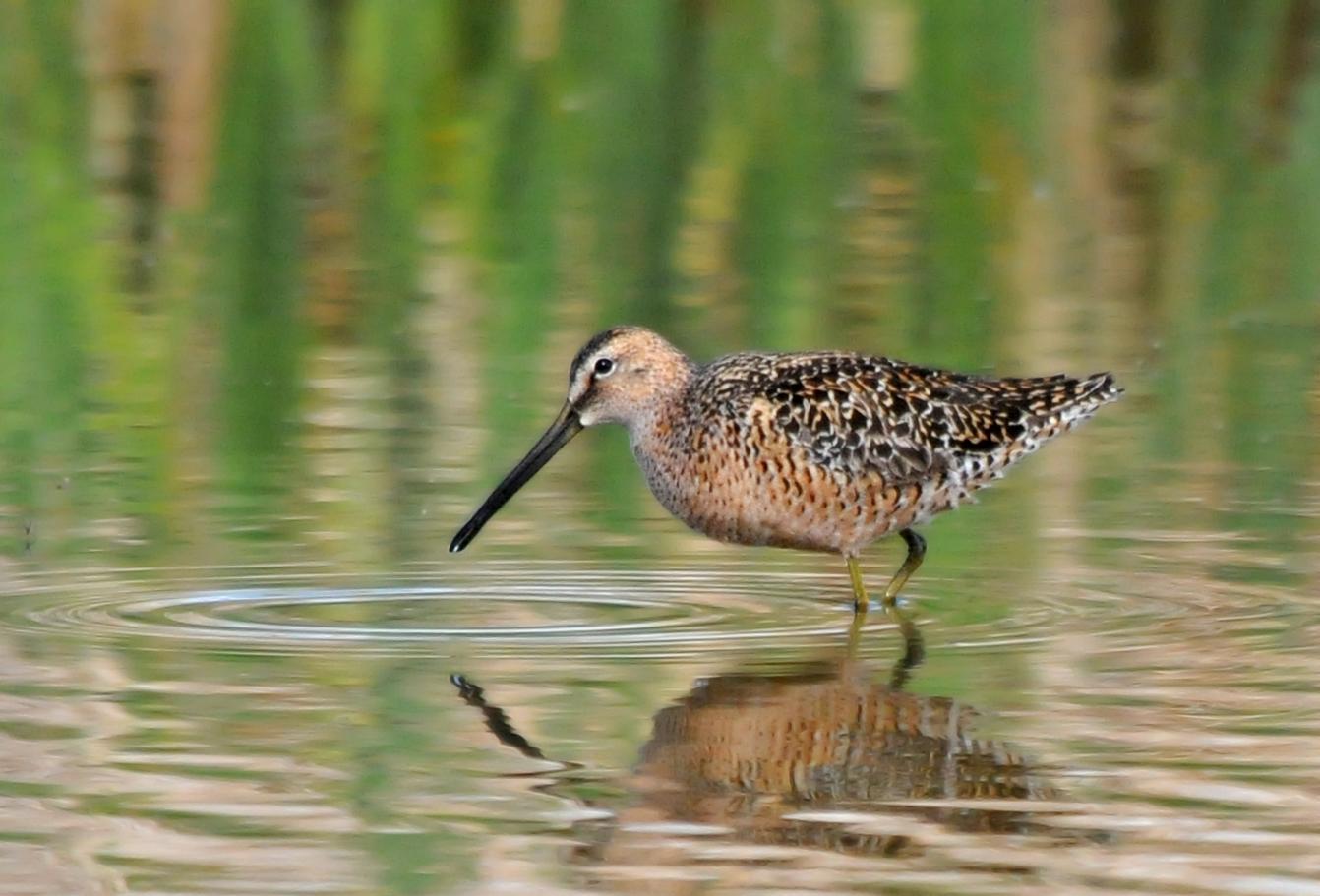 Long-billed Dowitcher Photo by Steven Mlodinow