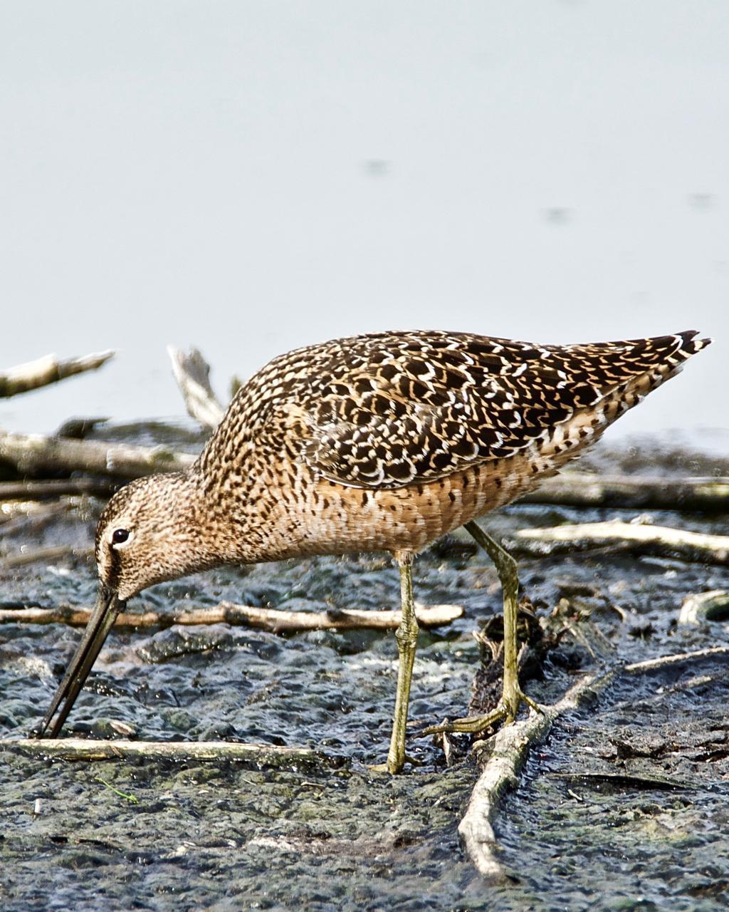 Long-billed Dowitcher Photo by Brian Avent