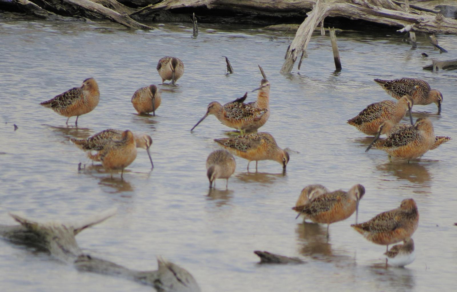 Long-billed Dowitcher Photo by Kent Jensen