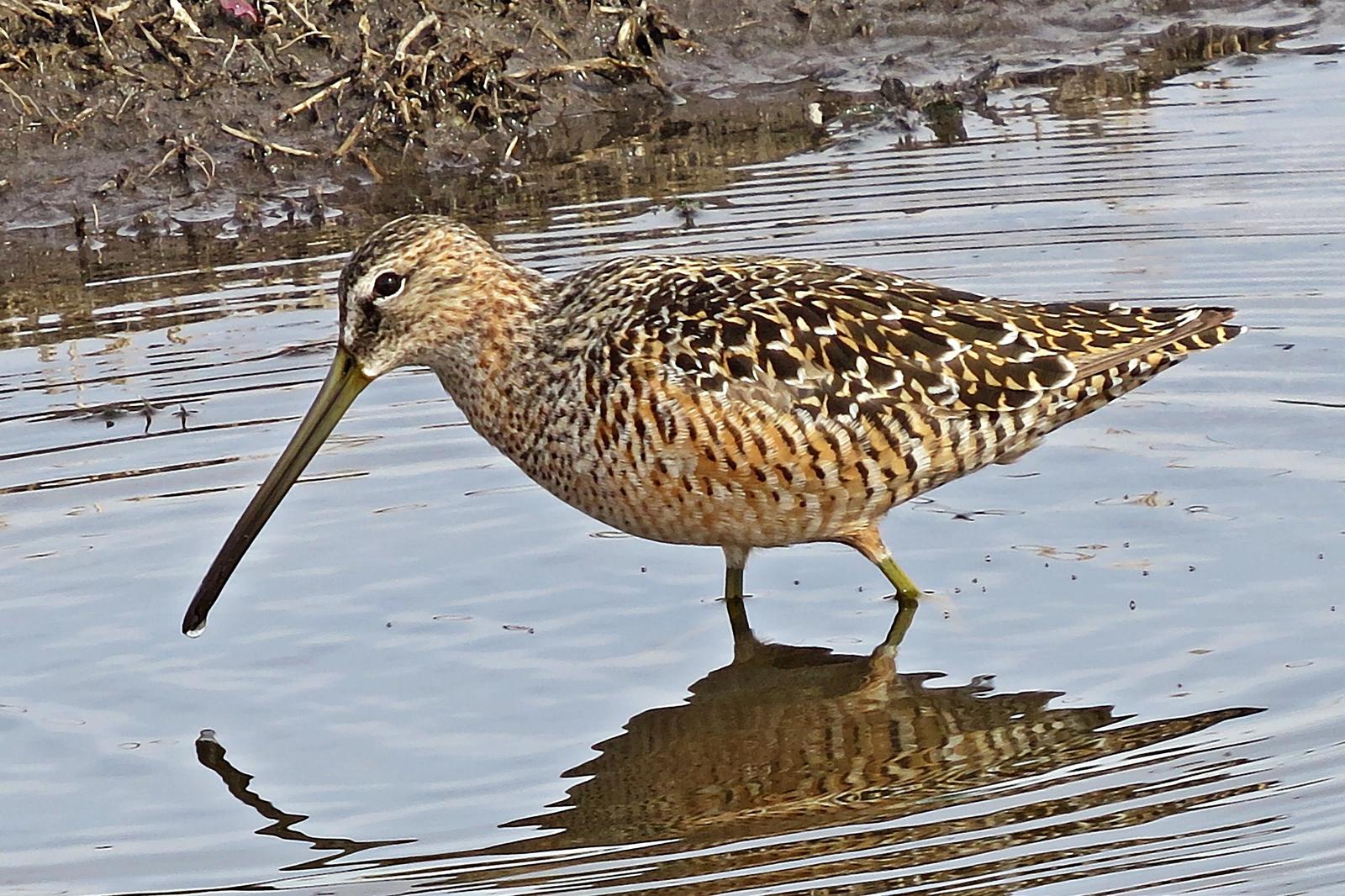 Long-billed Dowitcher Photo by Bob Neugebauer