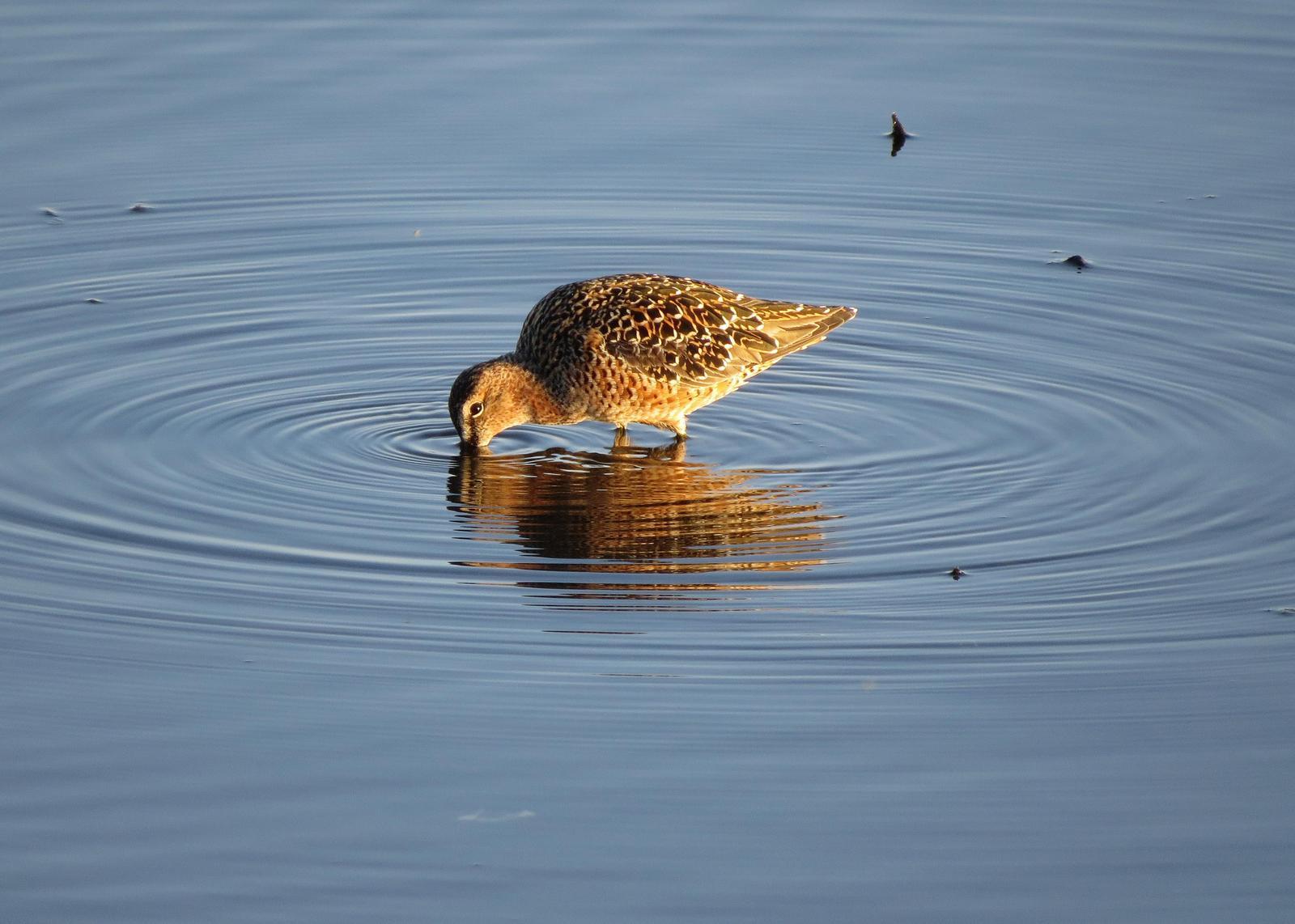 Long-billed Dowitcher Photo by Kelly Preheim