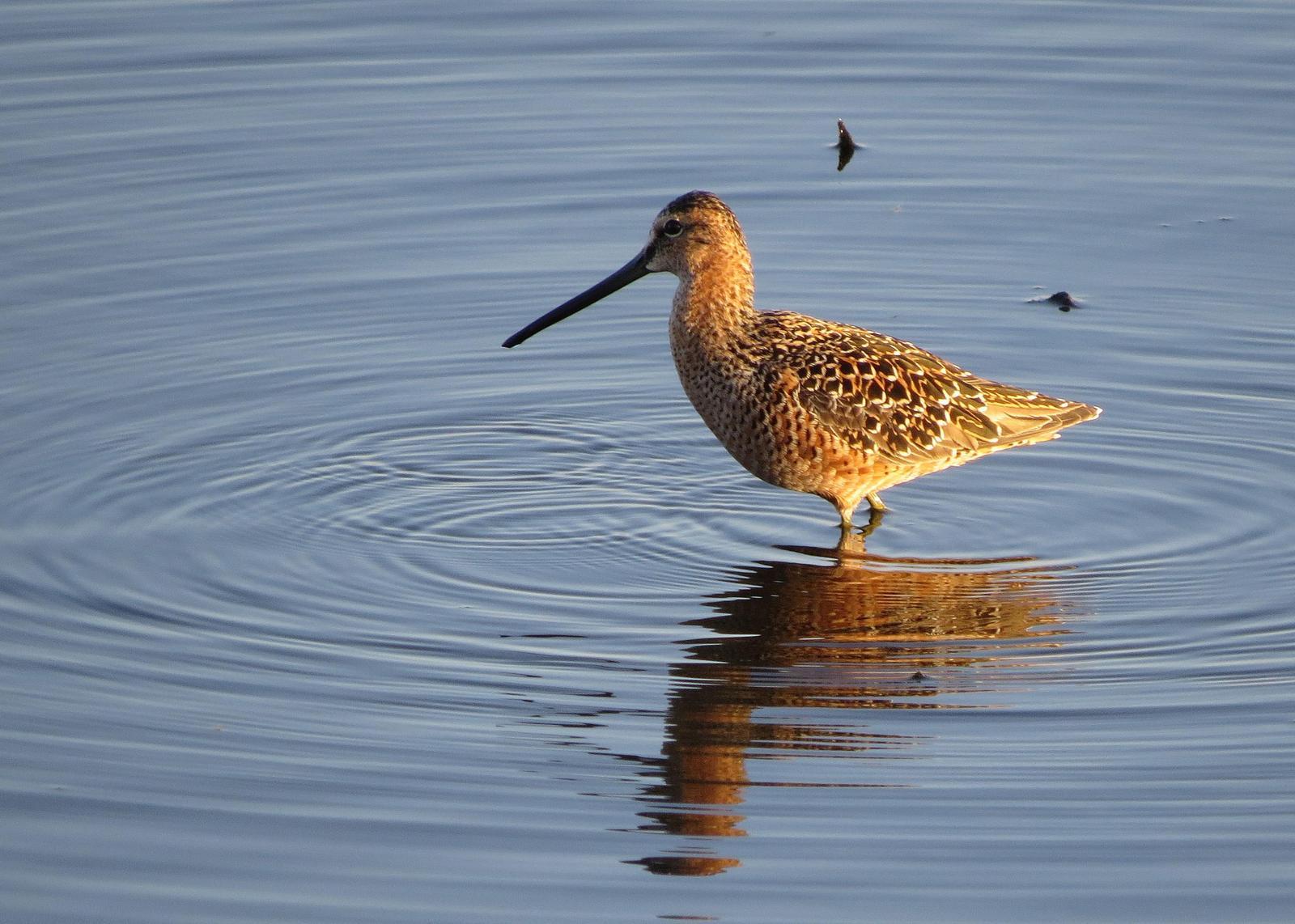Long-billed Dowitcher Photo by Kelly Preheim