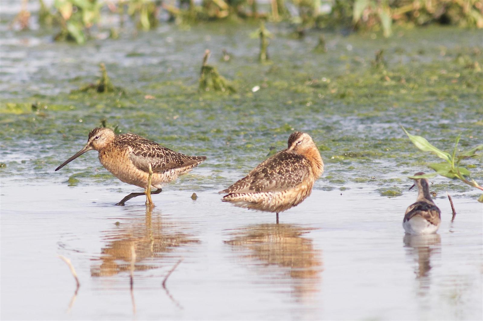 Long-billed Dowitcher Photo by Kathryn Keith
