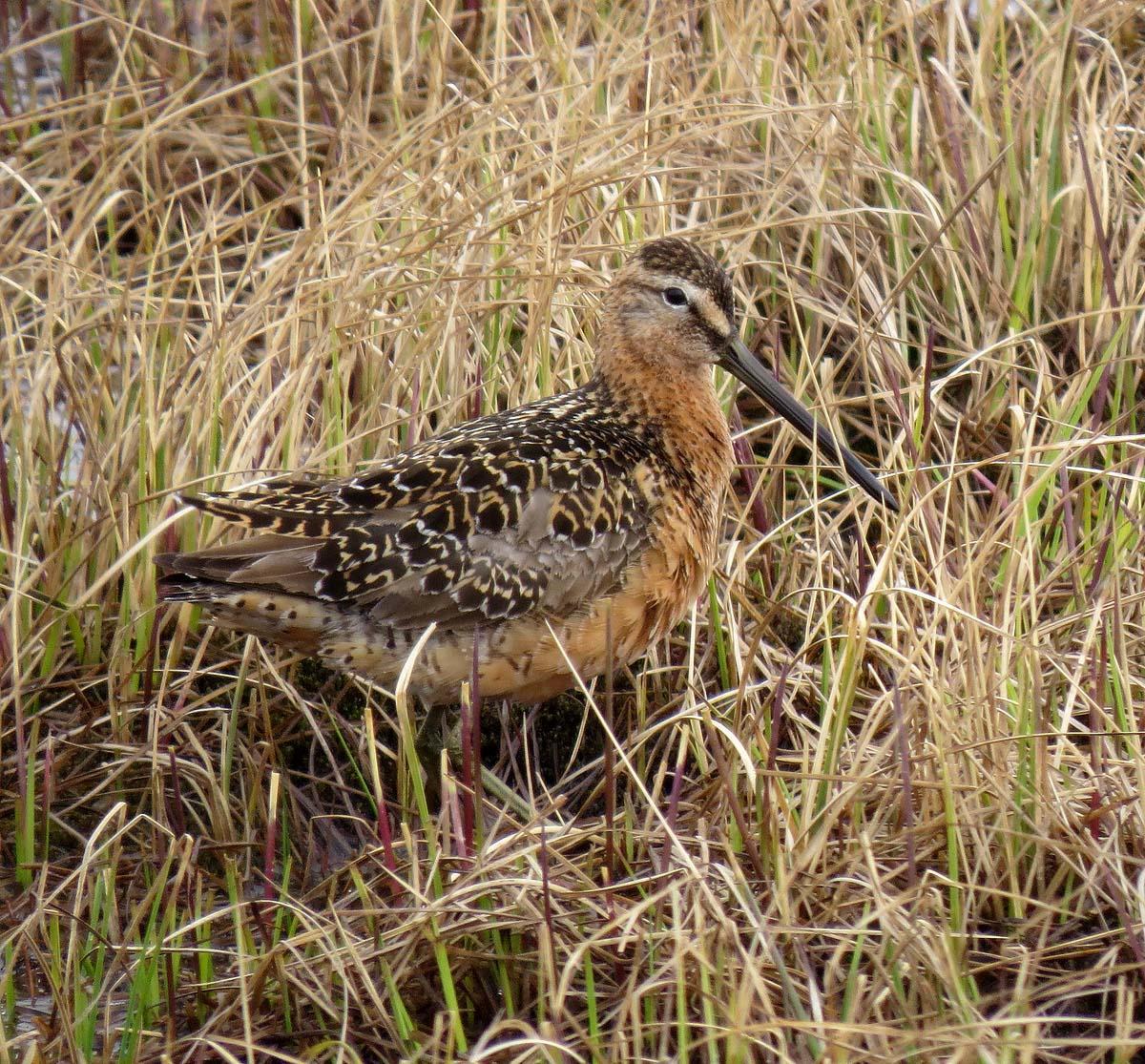 Long-billed Dowitcher Photo by Peter Boesman