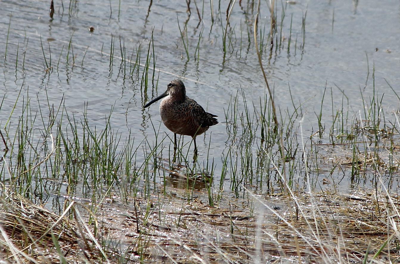 Long-billed Dowitcher Photo by Tom Gannon