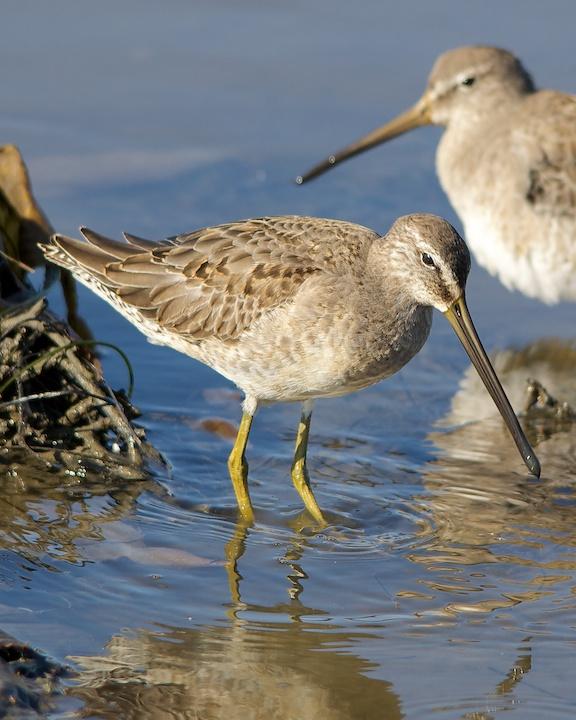 Long-billed Dowitcher Photo by Denis Rivard