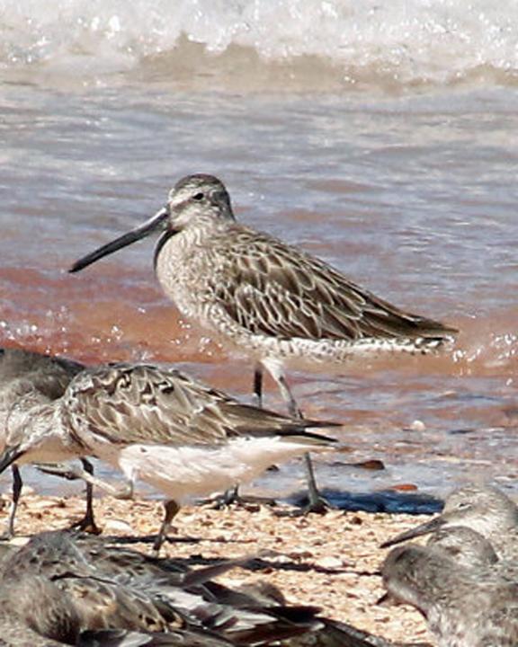 Asian Dowitcher Photo by Peter Waanders | Southern Birding Services