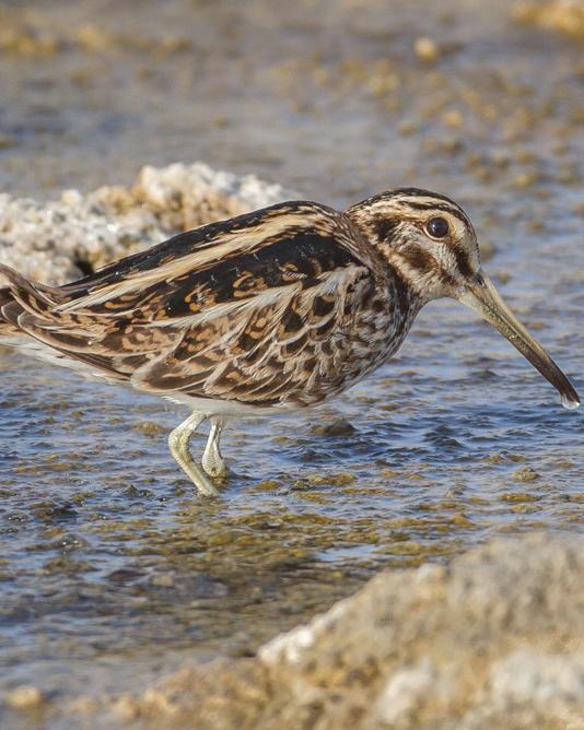 Jack Snipe Photo by Mike Barth