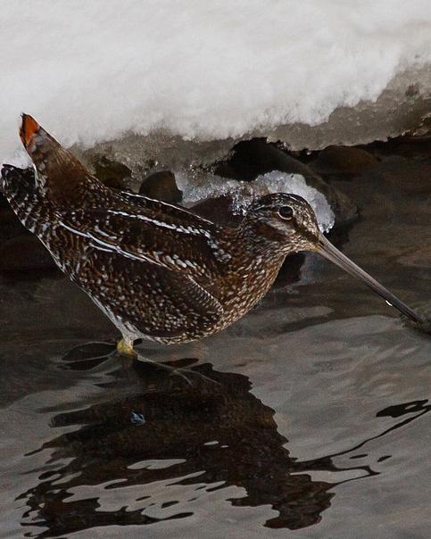 Solitary Snipe Photo by Stuart Price