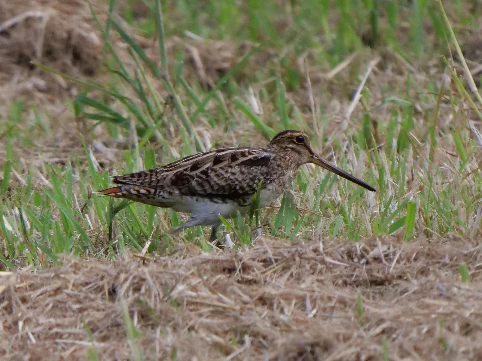 Latham's Snipe Photo by Peter Lowe