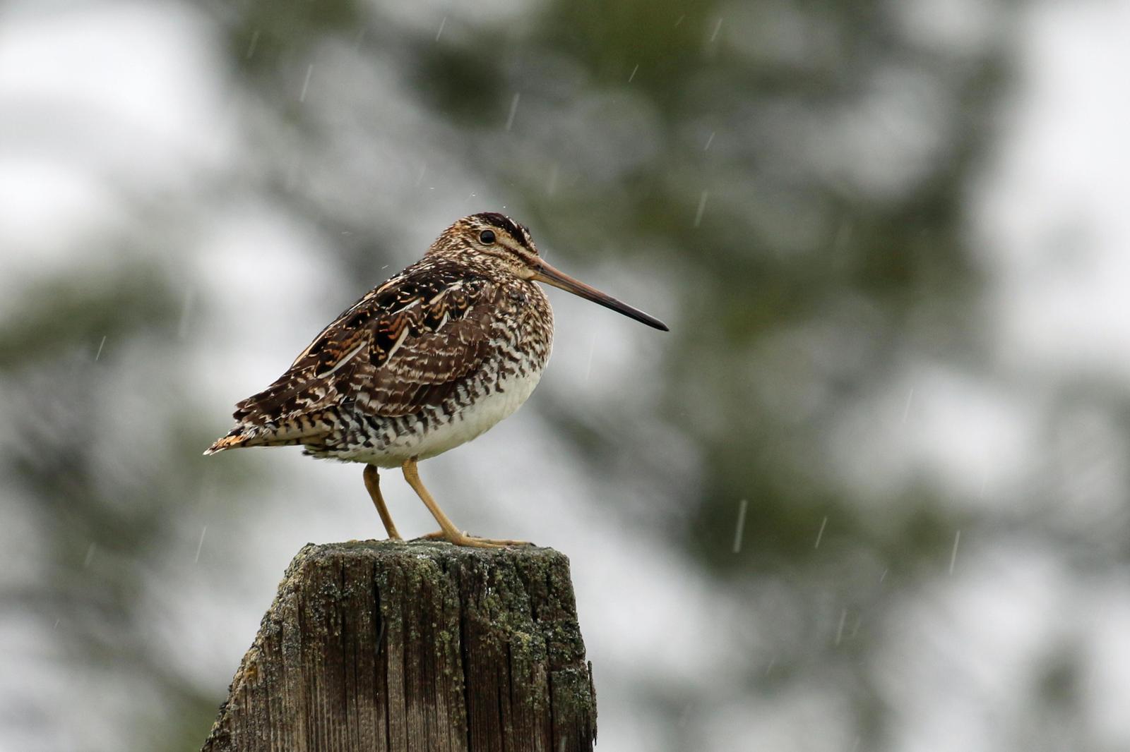 Wilson's Snipe Photo by Roblyn Brown