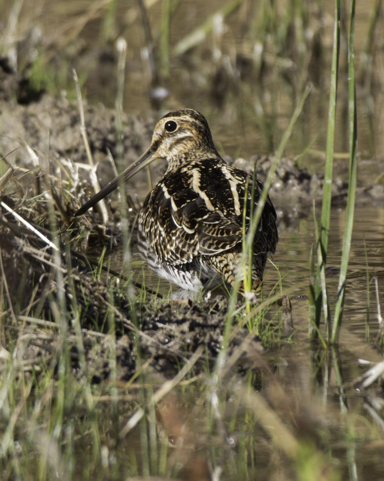 Wilson's Snipe Photo by Mary Ann Melton