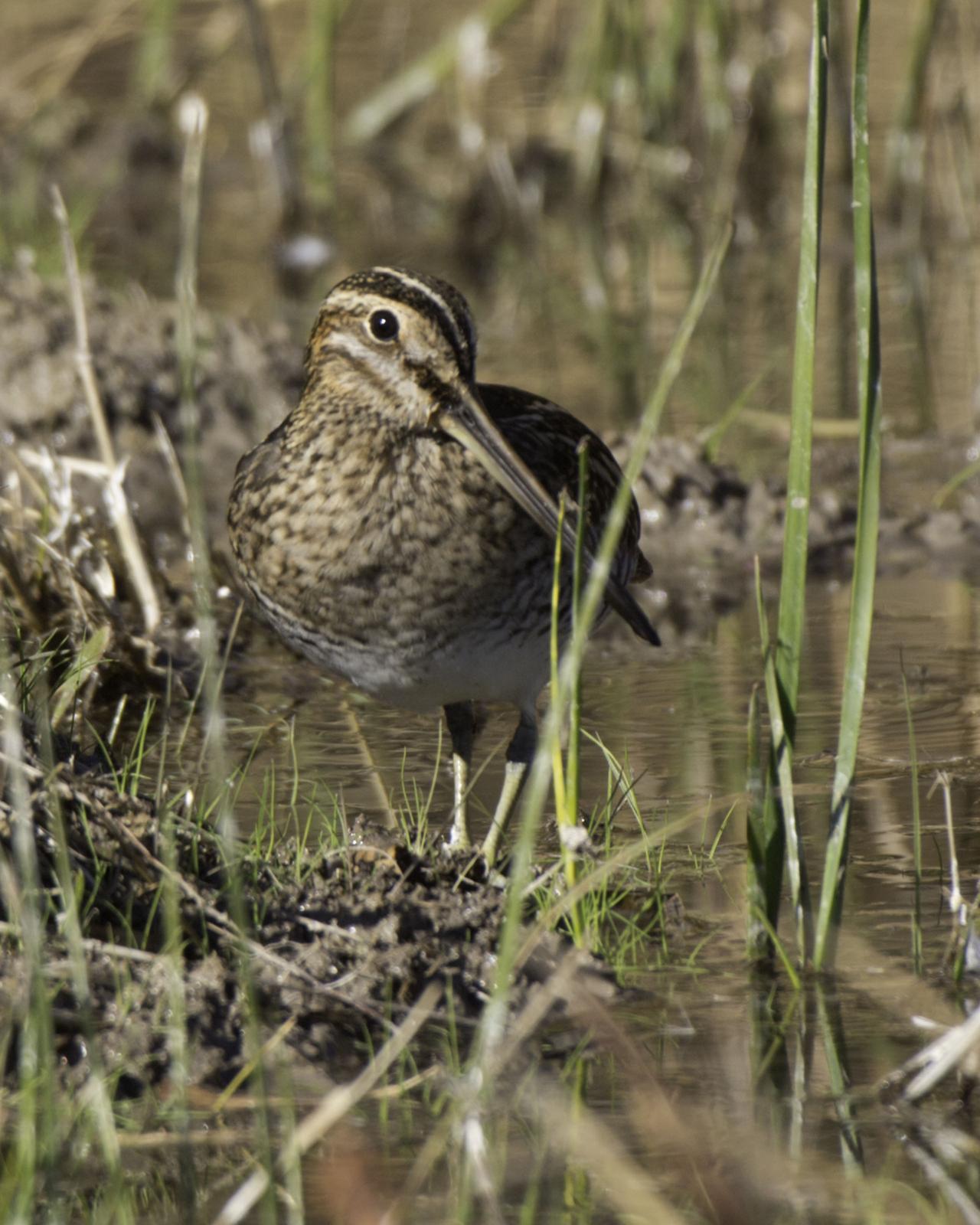 Wilson's Snipe Photo by Mary Ann Melton