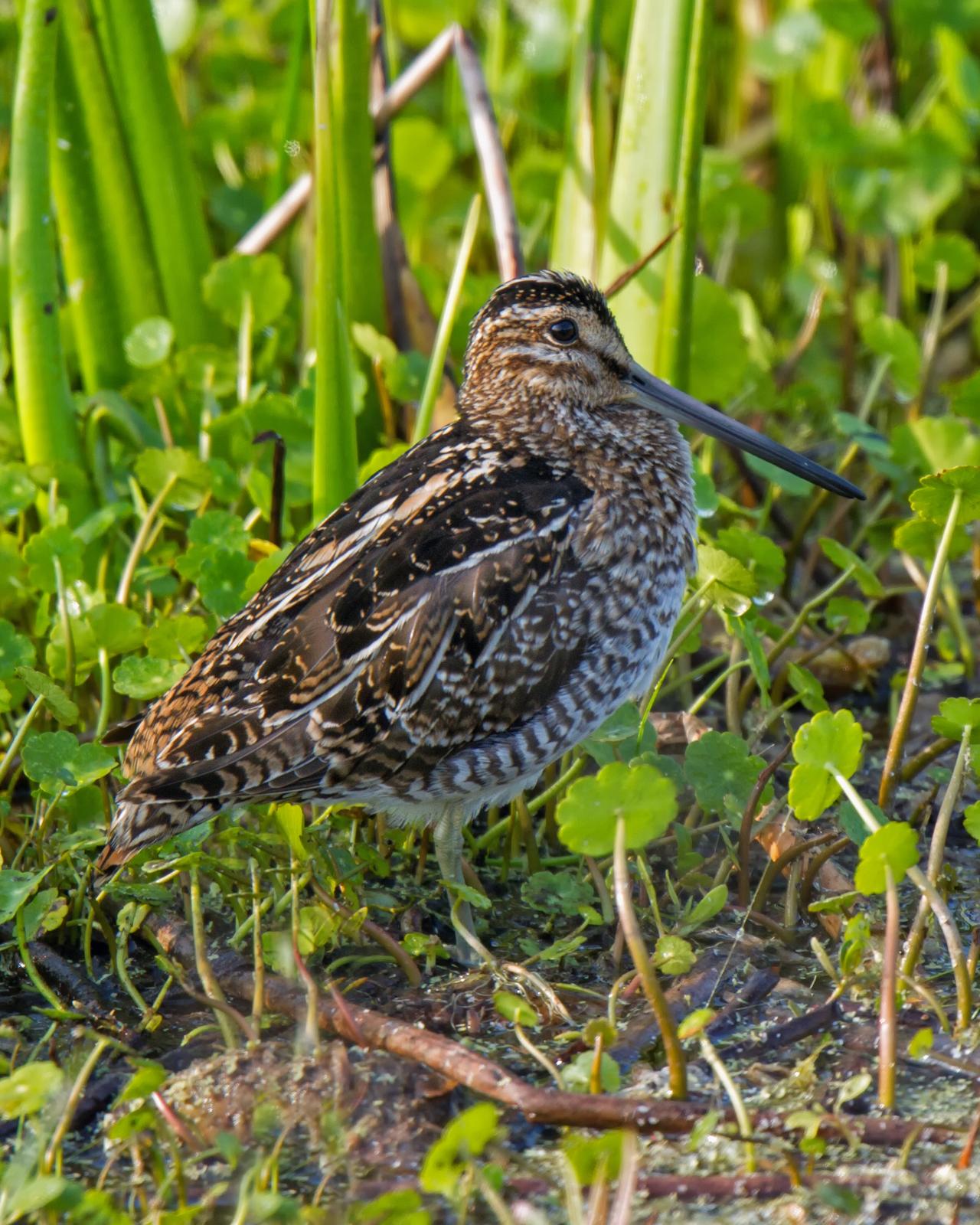 Wilson's Snipe Photo by JC Knoll