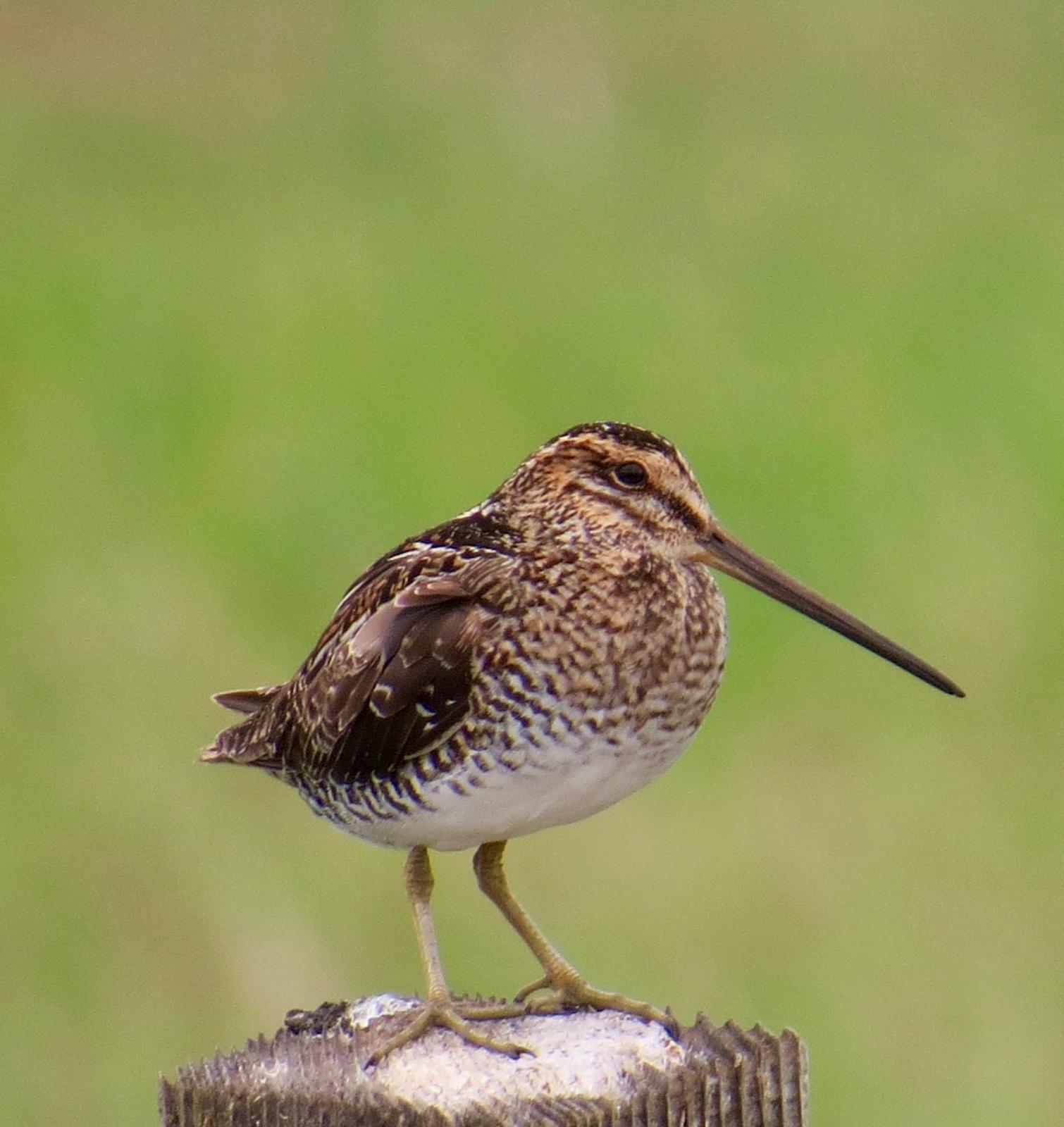 Wilson's Snipe Photo by Don Glasco
