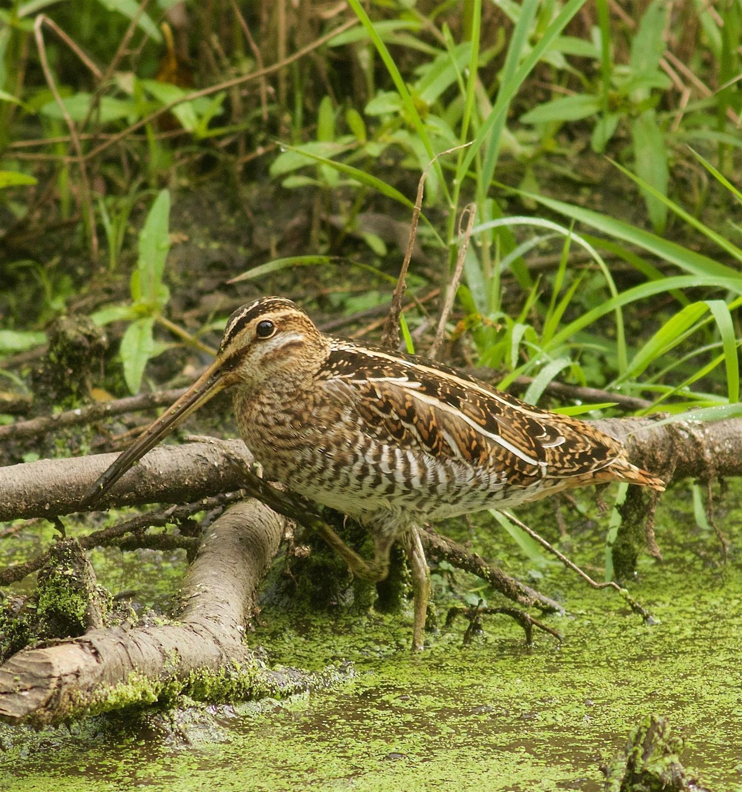 Wilson's Snipe Photo by Kathryn Keith