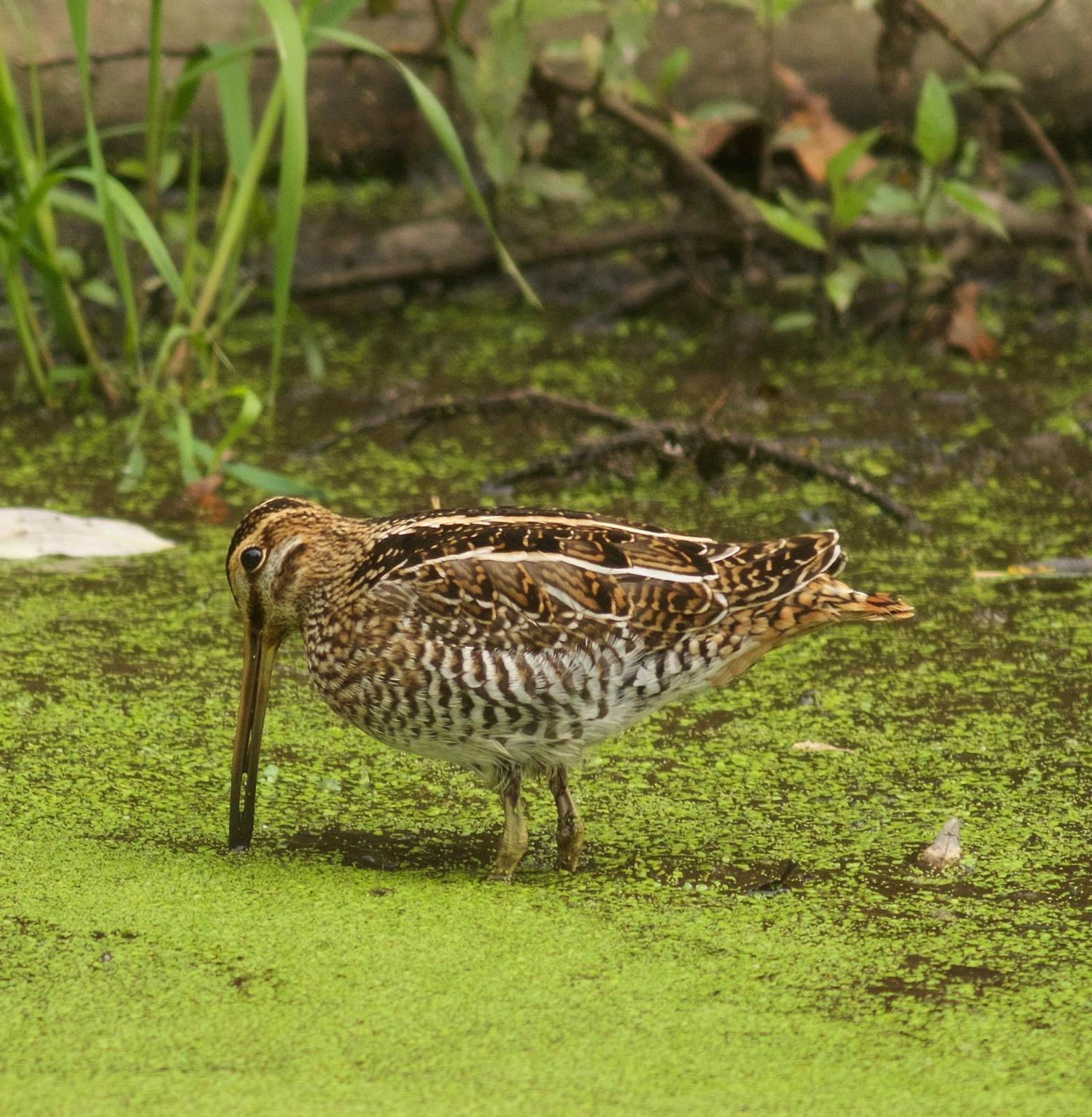 Wilson's Snipe Photo by Kathryn Keith