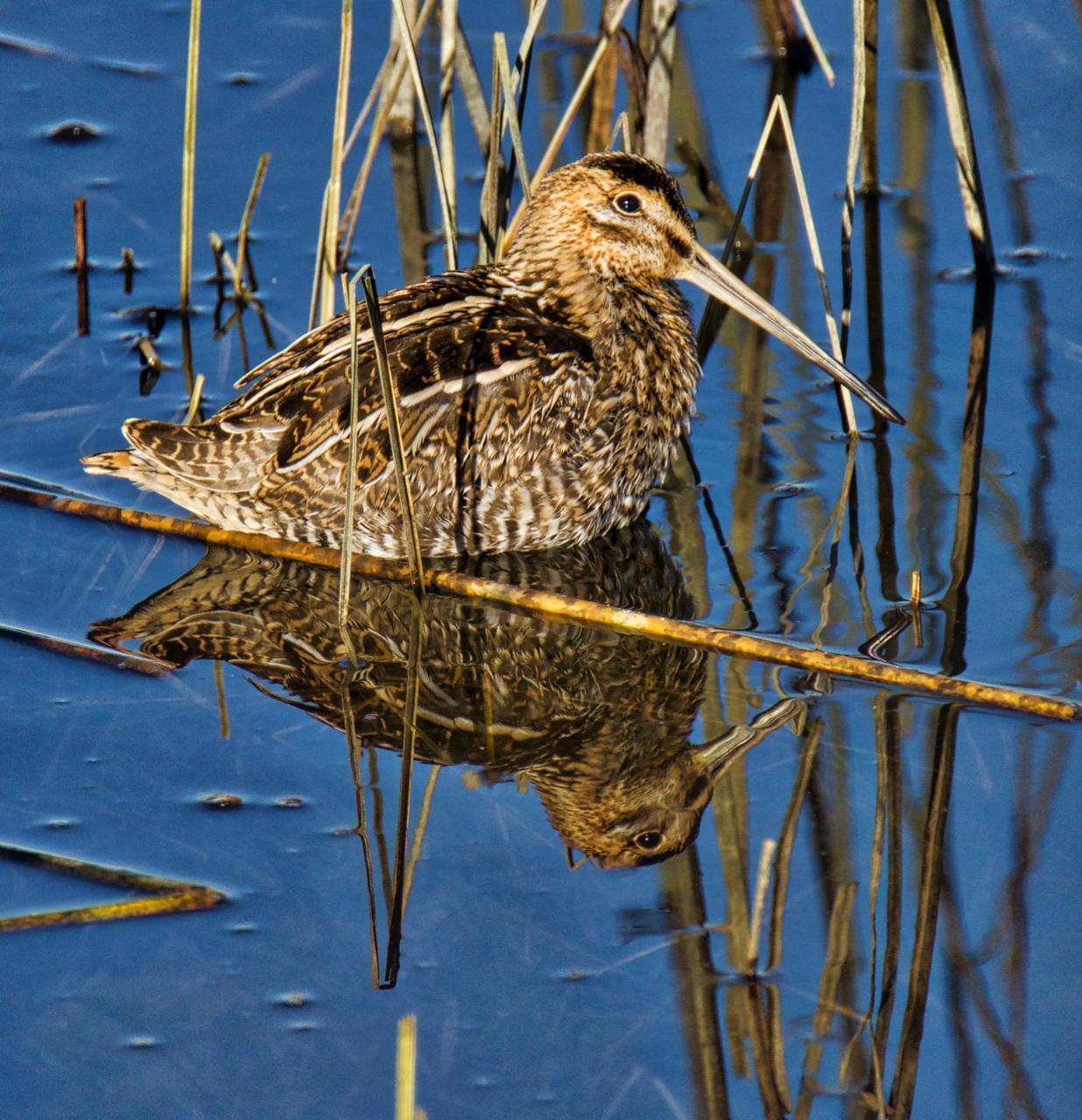 Wilson's Snipe Photo by Brian Avent