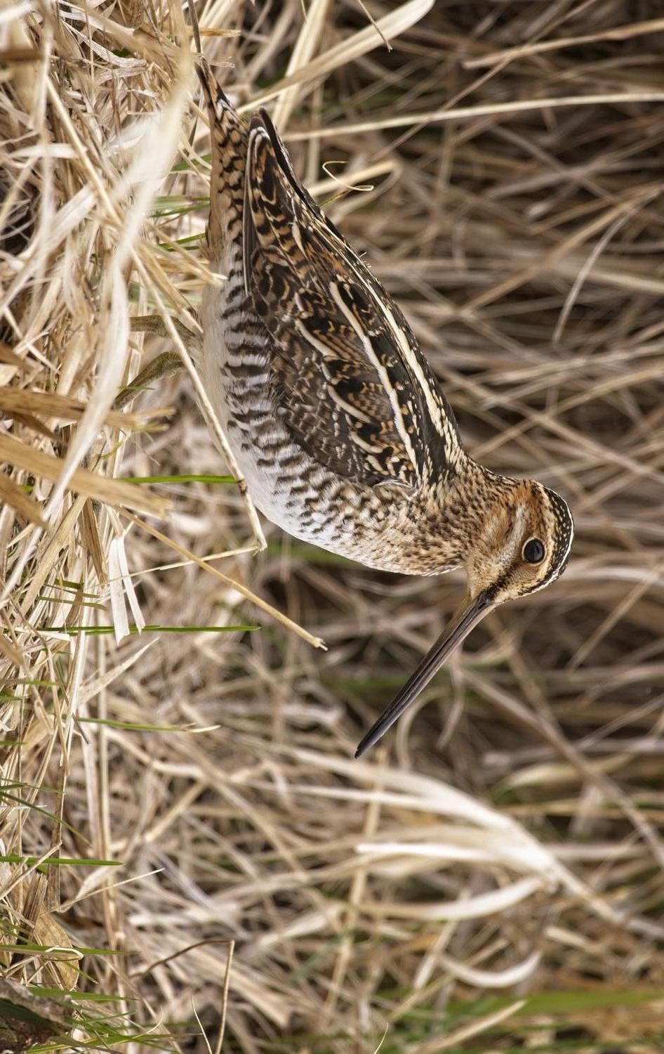 Wilson's Snipe Photo by Tracy Enterline 