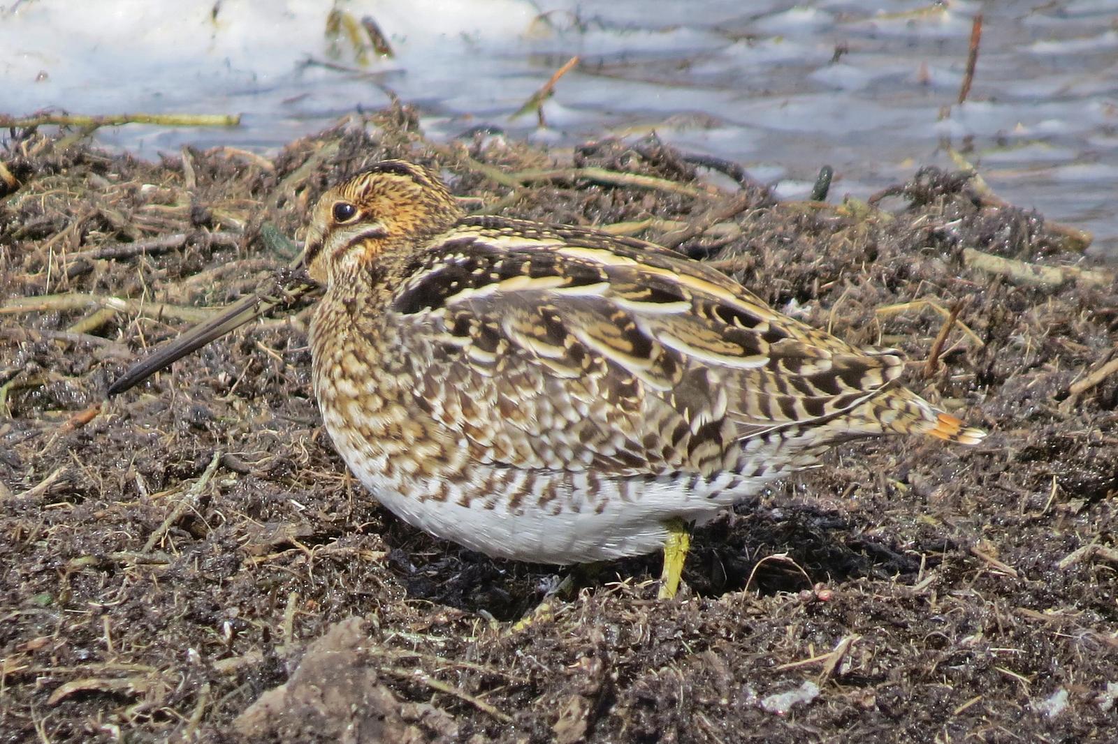 Wilson's Snipe Photo by Enid Bachman