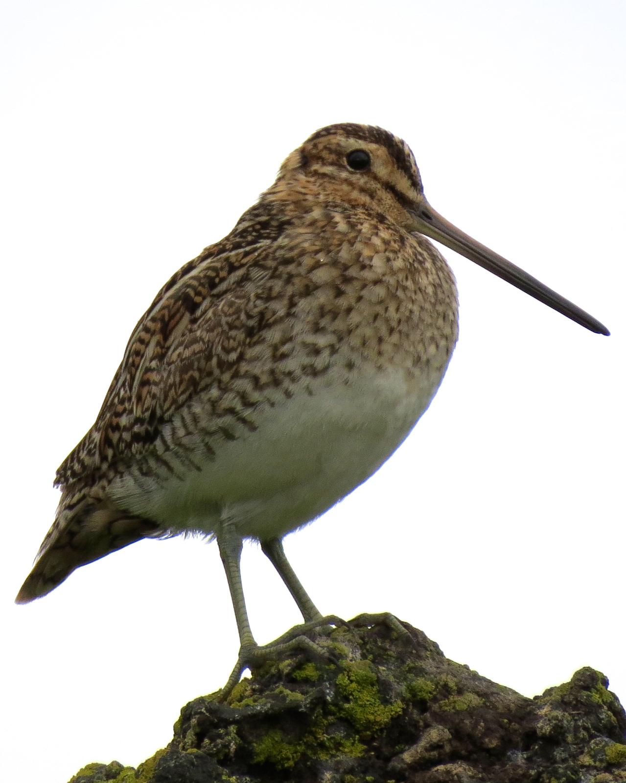 Common Snipe Photo by Robin Barker