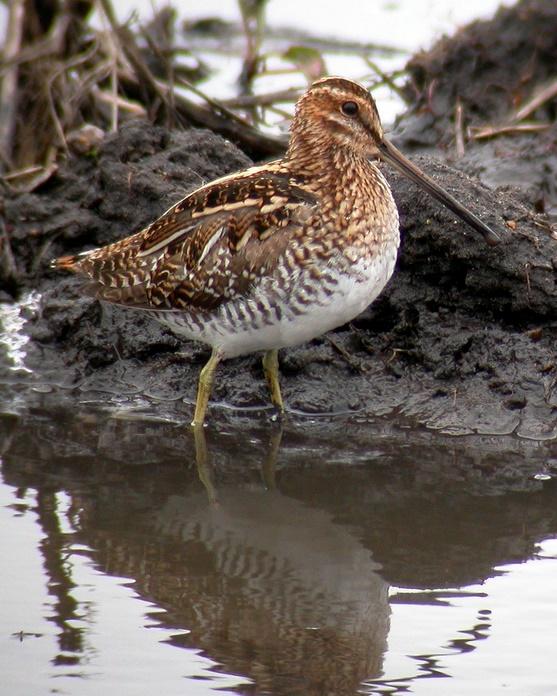 Common Snipe Photo by Sean Fitzgerald