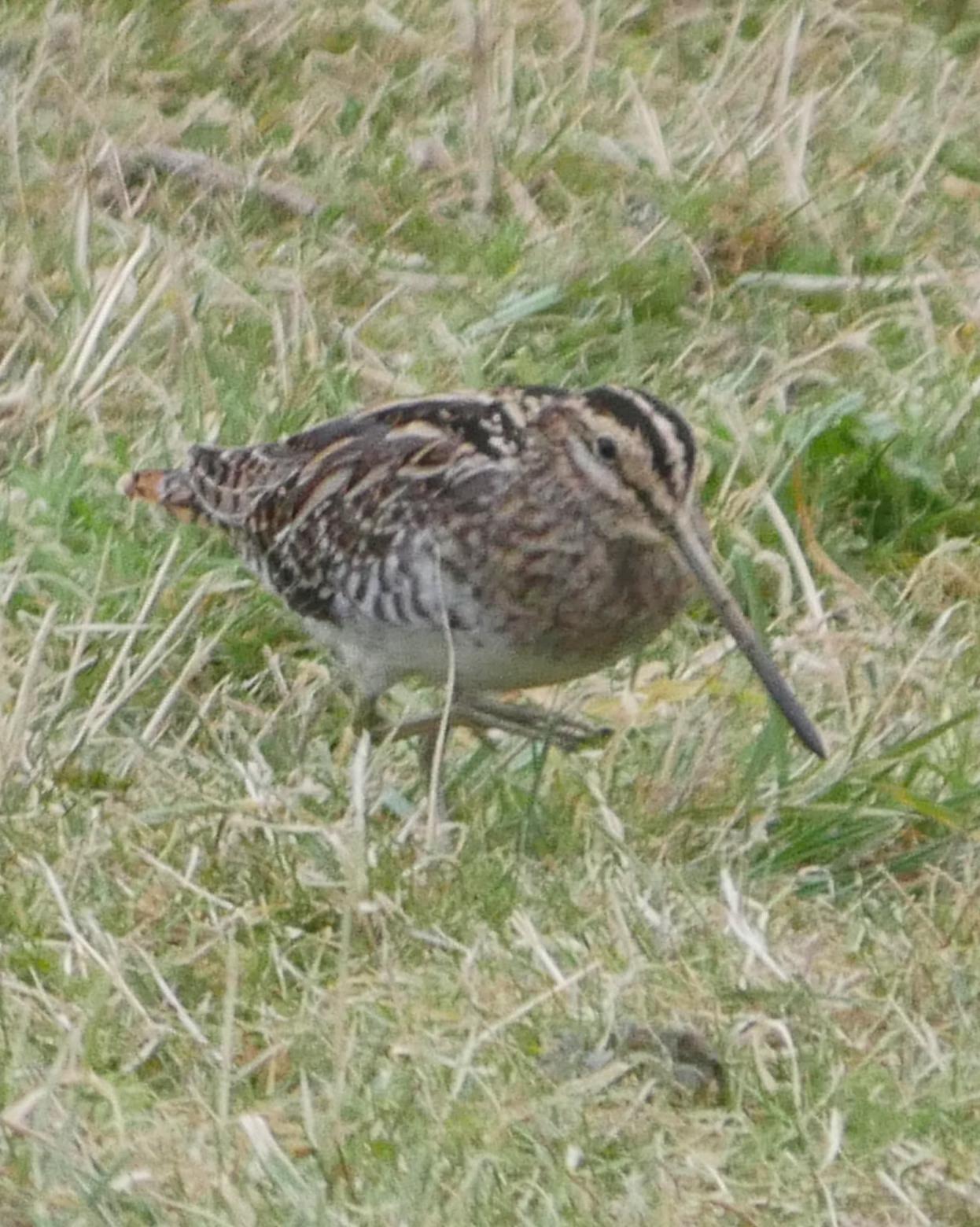 Common Snipe Photo by Peter Lowe