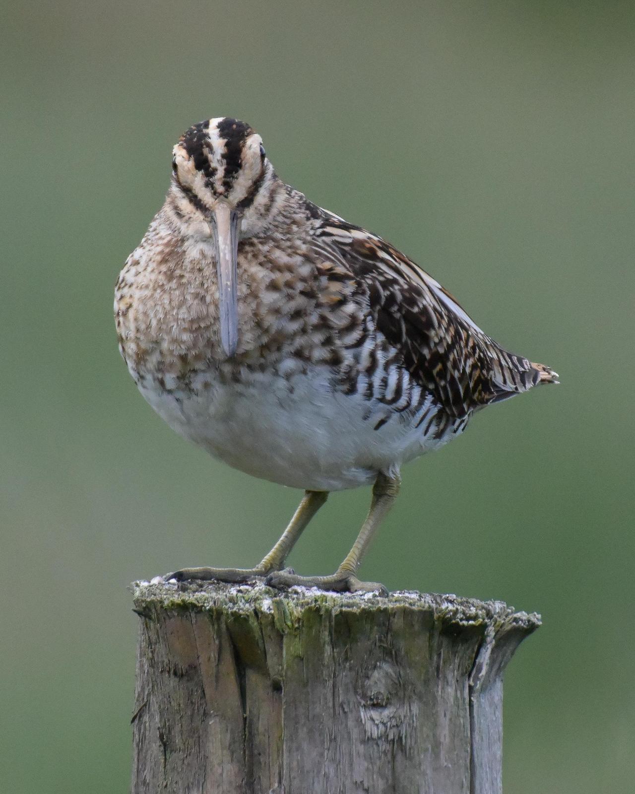 Common Snipe Photo by Emily Percival