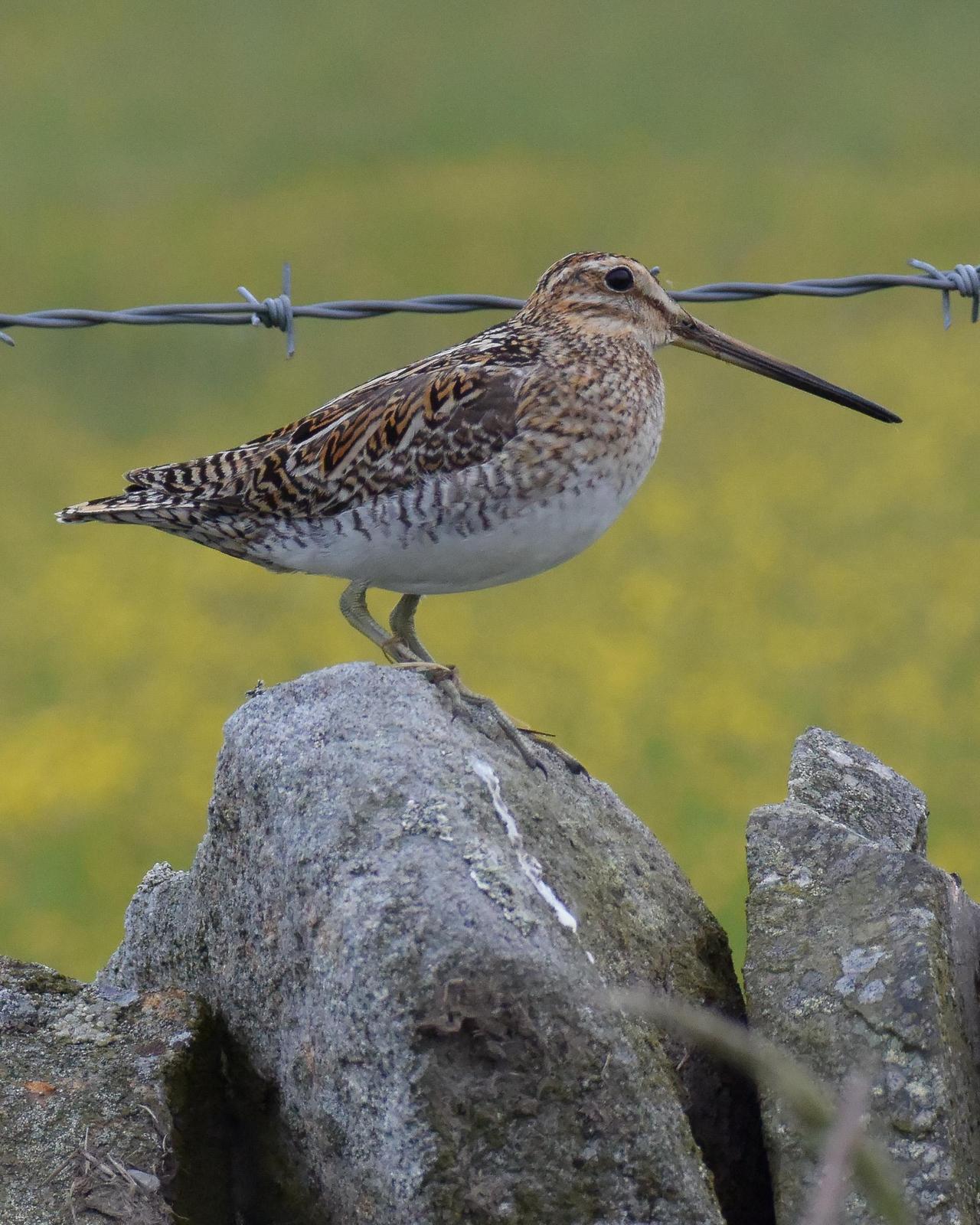 Common Snipe Photo by Emily Percival
