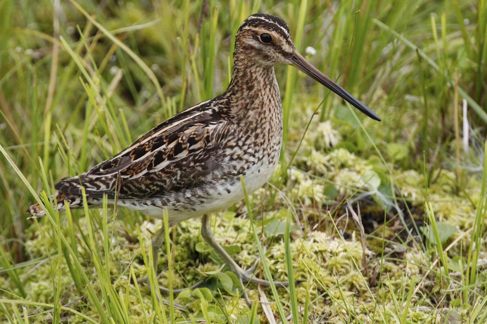 Common Snipe Photo by Emily Willoughby