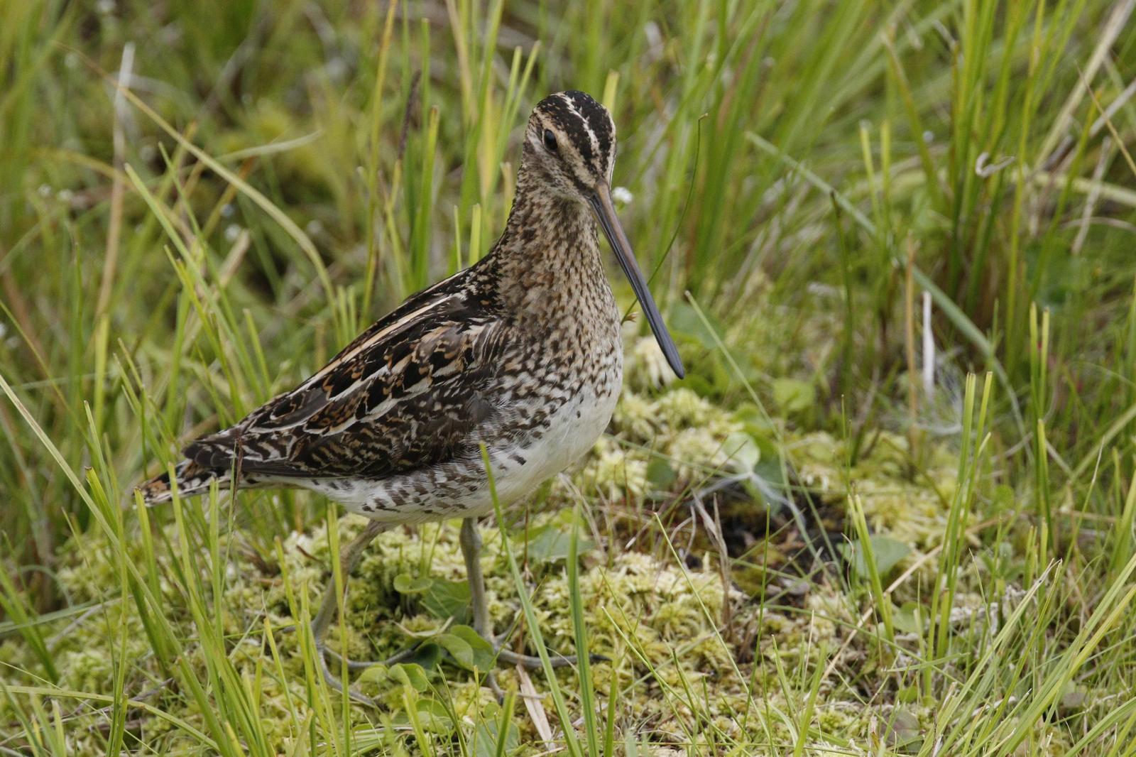 Common Snipe Photo by Emily Willoughby