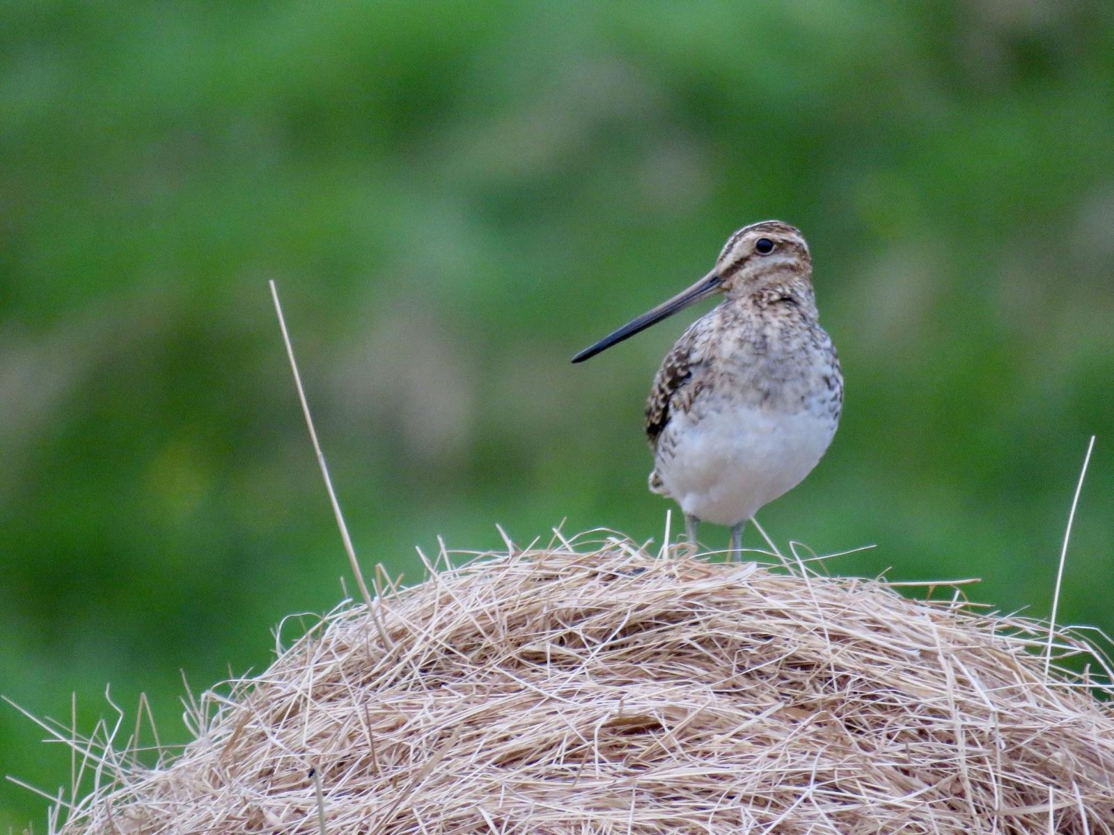 Common Snipe Photo by Lisa Owens
