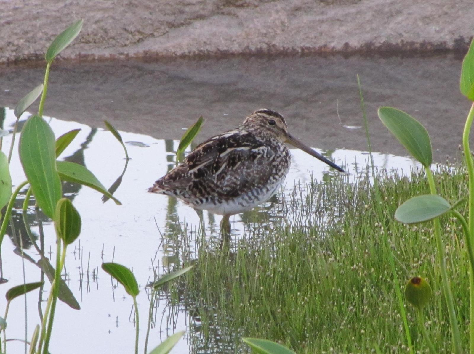 South American Snipe Photo by Jeff Harding
