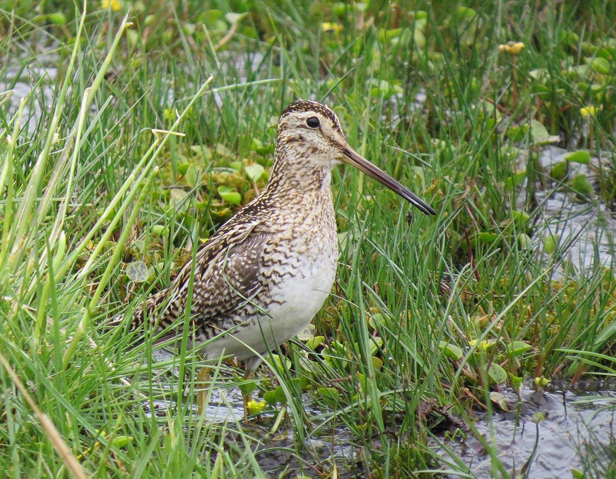 South American Snipe Photo by Peter Boesman