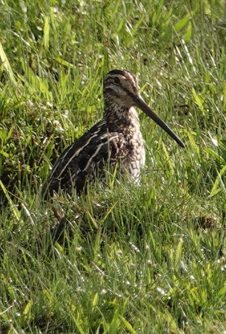 South American Snipe (South American) Photo by Kathleen Horn