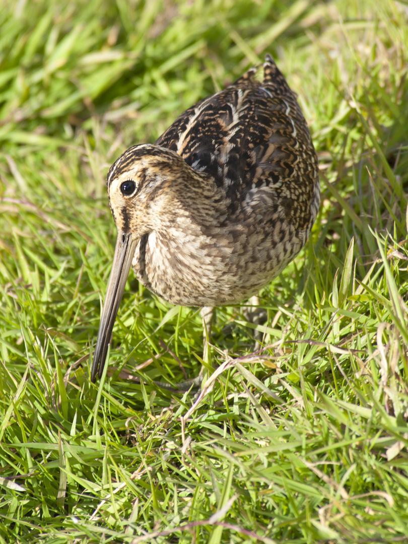 South American Snipe (Magellanic) Photo by Cristian  Pinto