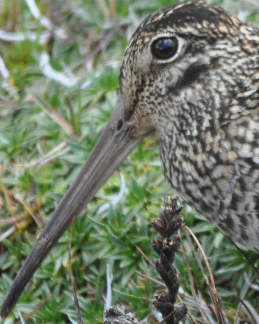 Jameson's Snipe Photo by Mary Sue Akin